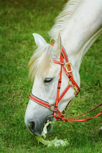 Caballo — Foto de Stock