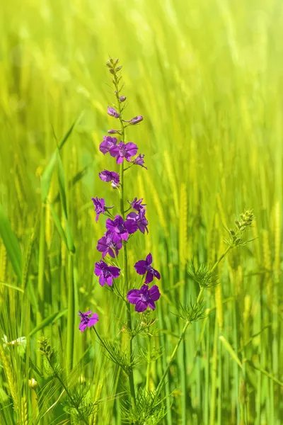 Larkspur Flower — Stock Photo, Image