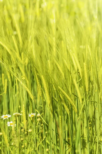 Wheat — Stock Photo, Image