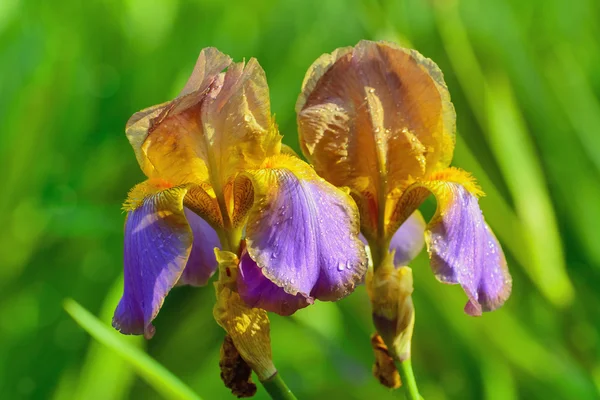 Bruin irissen — Stockfoto