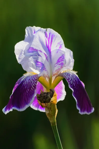 Schwertlilie — Stockfoto