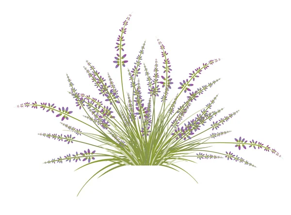 Lavendel bloem Bush — Stockvector