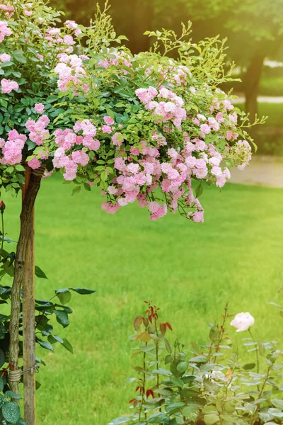 Arbusto de rosa — Foto de Stock