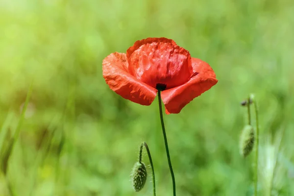 Poppy — Stock Photo, Image