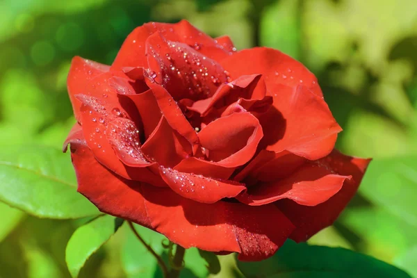 Trandafir — Fotografie, imagine de stoc