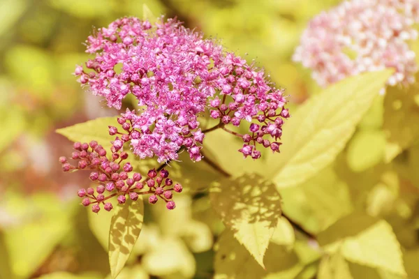 Japanse spiraea — Stockfoto