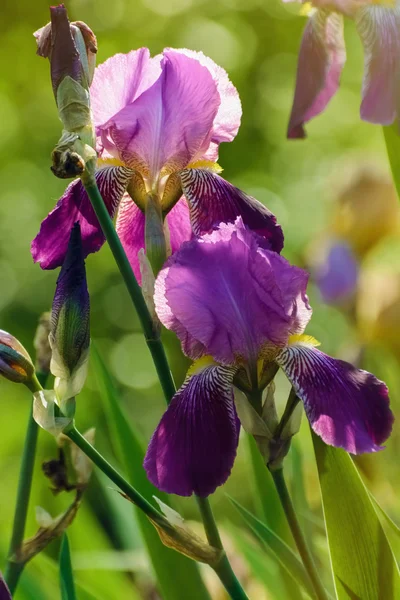 Blaue Iris — Stockfoto