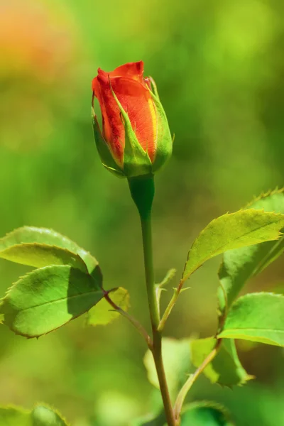 Rosa. — Foto Stock