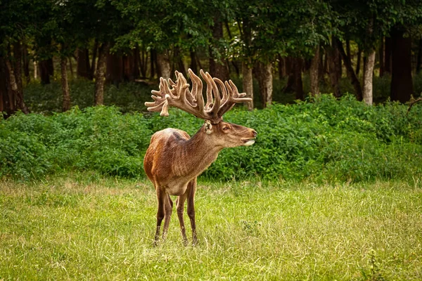 Deer Big Horns Forest — Stock Photo, Image