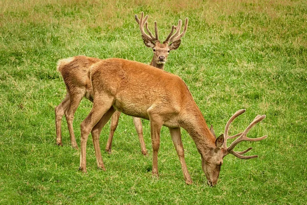 Two Deers Horns Pasture — Stock Photo, Image