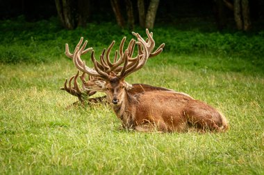Büyük boynuzlu geyikler ormanın yakınında dinleniyor.