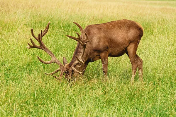 Deer Big Horns Grazing Lawn — Stock Photo, Image