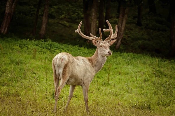 White deer at the green lawn near the forest