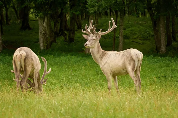 Cervi Bianchi Nel Prato Verde Vicino Alla Foresta — Foto Stock