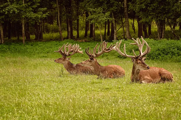 Deers with big horns resting near the forest