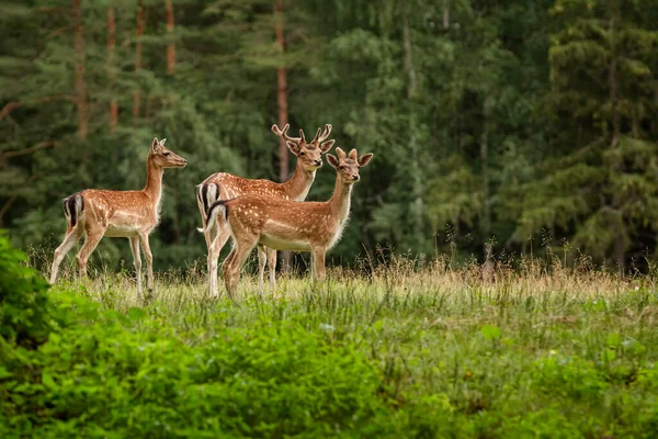 Deers Big Horns Resting Forest — Stock Photo, Image