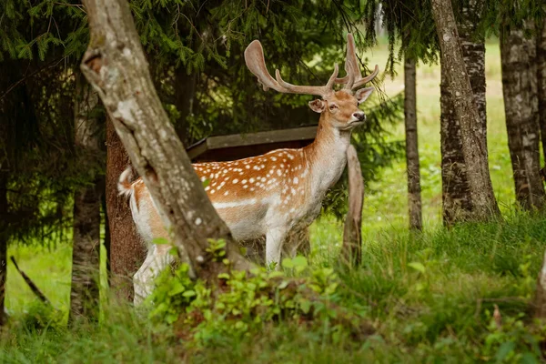 Deers Big Horns Resting Forest — Stock Photo, Image