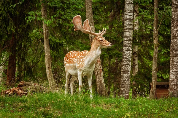 Deers Big Horns Resting Forest — Stock Photo, Image