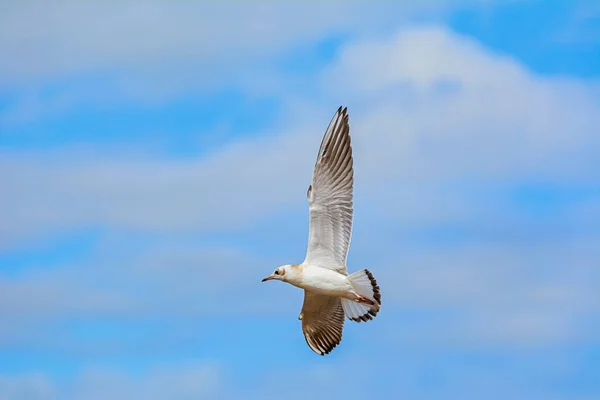 Mås Som Flyger Skyn — Stockfoto