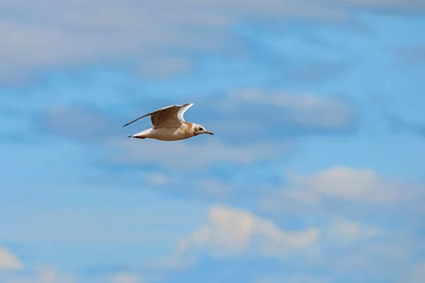 Mås Som Flyger Skyn — Stockfoto