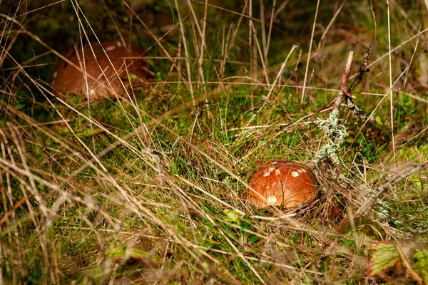 秋天在森林里森林里的蘑菇 — 图库照片