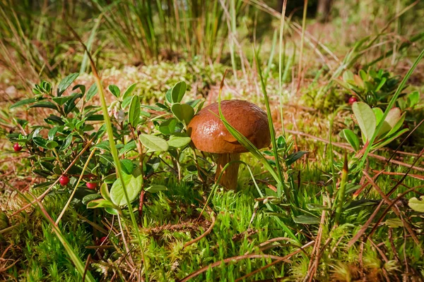 Herbst Wald Pilz Wald — Stockfoto