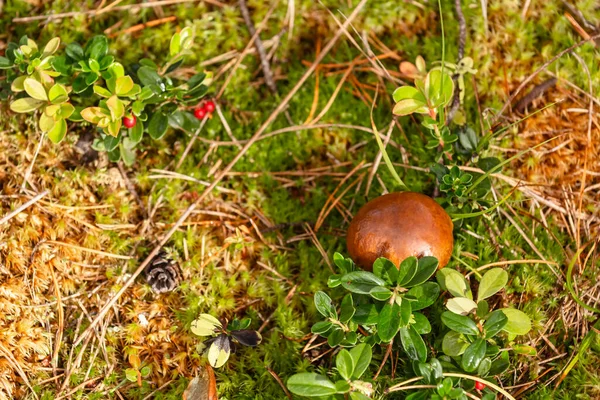 Hösten Skogen Svamp Skogen — Stockfoto