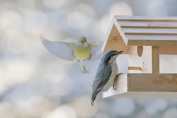 Eurasian Nuthatch Wood Nuthatch Sitta Europaea Bird Feeder — 图库照片