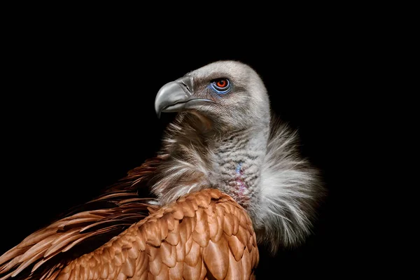 Portraif Himalayan Griffon Vulture Gyps Himalayensis — 图库照片