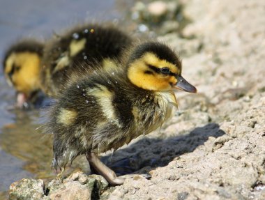 Bebek ördek yavrusu