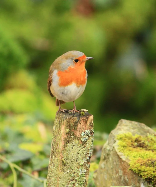 Nádherné červené robin — Stock fotografie