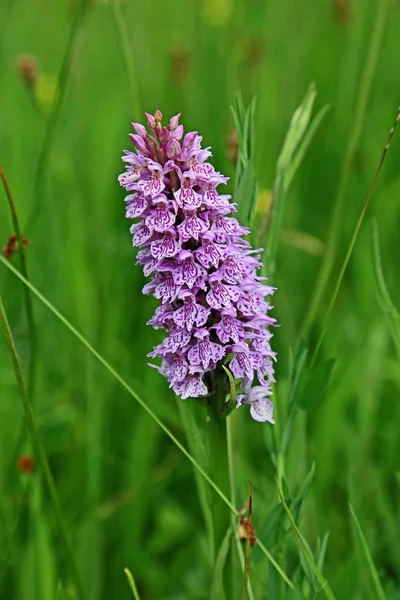 Kwitnienia Southern Marsh Orchid — Zdjęcie stockowe