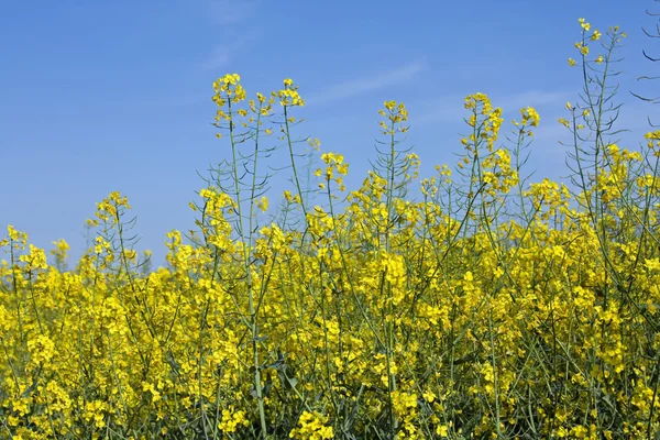 Rapsblüte — Stockfoto