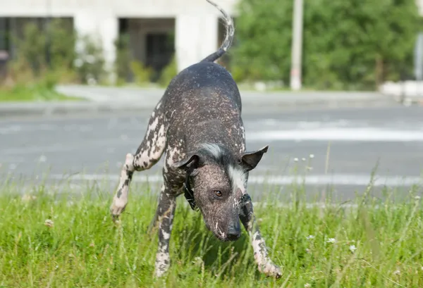 Xoloitzcuintle - hairless mexican dog