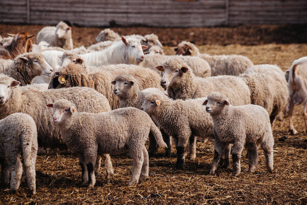 Flock of sheep in an open stall in the farm.