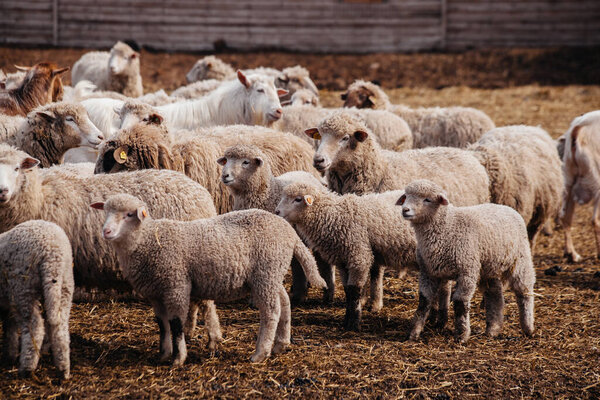 Стадо овец в открытой кабинке на ферме.