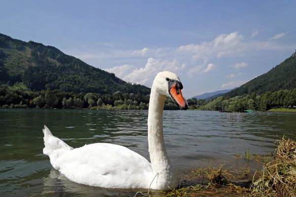 Swan on the alpine lake in Austria — Stock Photo, Image