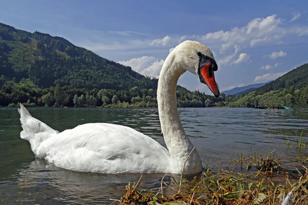 Swan on the alpine lake in Austria — Stock Photo, Image