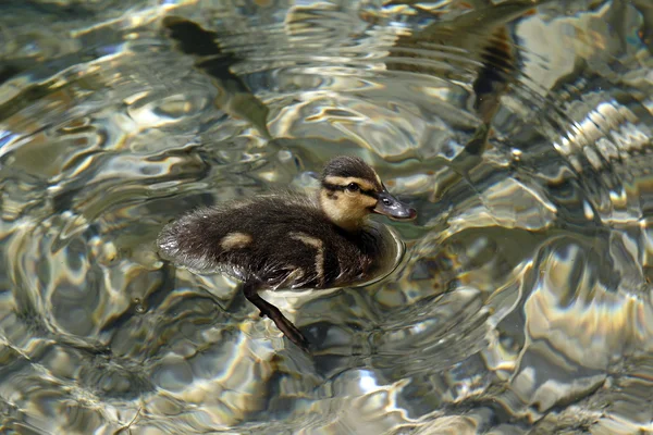 Little swimming duckling — Stock Photo, Image