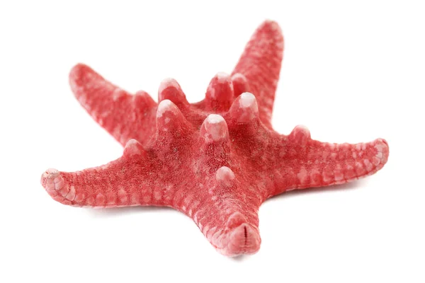 Red sea star isolated on white background — Stock Photo, Image