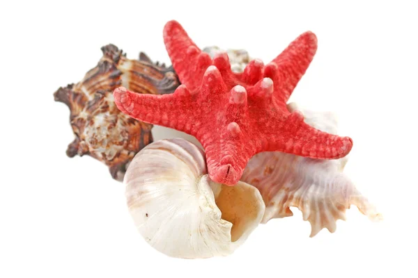 A starfish and various seashells — Stock Photo, Image