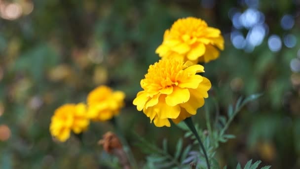 French marigold — Stock Video