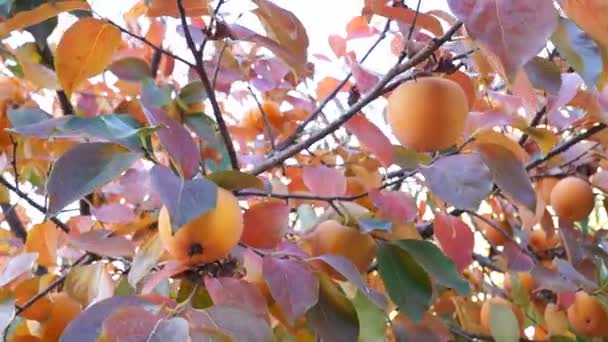 亚洲的柿子树上 — 图库视频影像