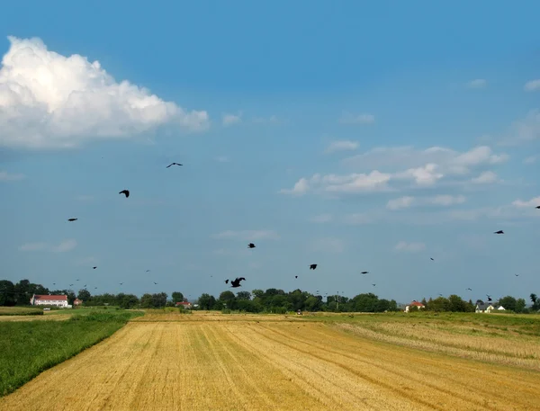 Venkovské prostředí — Stock fotografie