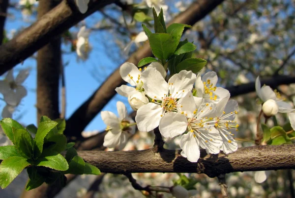 Spring blossom — Stock Photo, Image