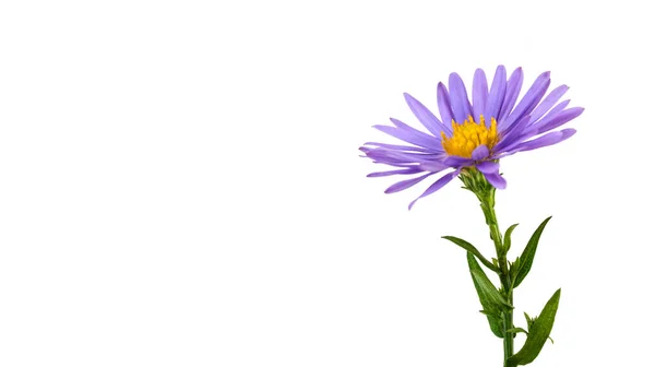 白色背景的紫色花 — 图库照片