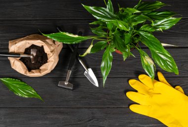 Bitkileri nakletmek için araçları olan bir tablonun üst görünümü.