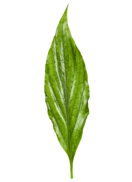 Green Leaf White Background — Stock Photo, Image