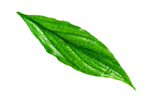 Nahaufnahme Frisches Grünes Blatt Mit Wassertropfen Isoliert Auf Weißem Hintergrund — Stockfoto