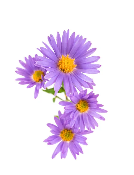 美丽的紫色花朵在孤独的白色背景上 — 图库照片